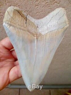 Megalodon 4.875 Meg Fossil Shark Tooth Lee Creek