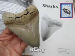 Megalodon 4.875 Meg Fossil Shark Tooth Lee Creek