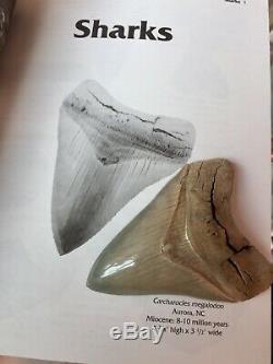 Megalodon 4.875 Meg Fossil Shark Tooth Lee Creek