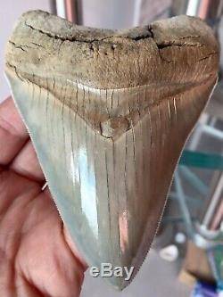 Megalodon 4.875 Meg Fossil Shark Tooth Lee Creek