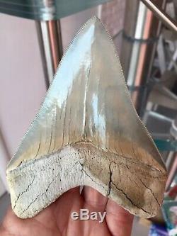 Megalodon 4.875 Meg Fossil Shark Tooth Lee Creek