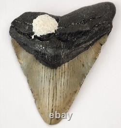Megalodon 5.56 Shark Tooth Fossil Atlantic Coast, SC Otodus megalodon
