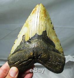 Megalodon 5.90 inch (15.0 cm) shark tooth fossil natural North Carolina