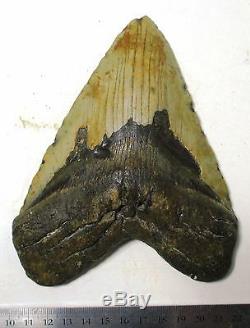 Megalodon 5.90 inch (15.0 cm) shark tooth fossil natural North Carolina