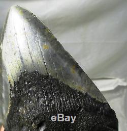 Megalodon 6.18 inch (15.7 cm) shark tooth fossil repaired hole S. Carolina
