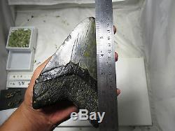 Megalodon 6.18 inch (15.7 cm) shark tooth fossil repaired hole S. Carolina