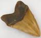 Megalodon 6.19 Shark Tooth Fossil Atlantic Coast, Sc Otodus Megalodon