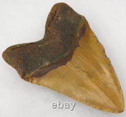 Megalodon 6.19 Shark Tooth Fossil Atlantic Coast, SC Otodus megalodon