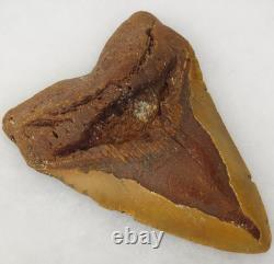 Megalodon 6.19 Shark Tooth Fossil Atlantic Coast, SC Otodus megalodon