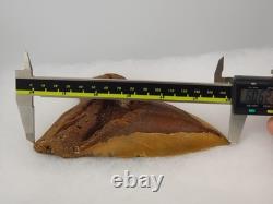 Megalodon 6.19 Shark Tooth Fossil Atlantic Coast, SC Otodus megalodon