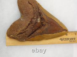 Megalodon 6.19 Shark Tooth Fossil Atlantic Coast, SC Otodus megalodon