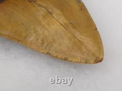 Megalodon 6.19 Shark Tooth Fossil Atlantic Coast, SC Otodus megalodon