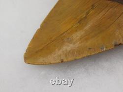 Megalodon 6.19 Shark Tooth Fossil Atlantic Coast, SC Otodus megalodon