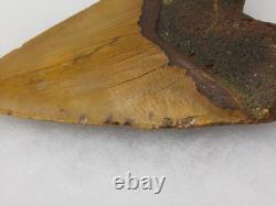 Megalodon 6.19 Shark Tooth Fossil Atlantic Coast, SC Otodus megalodon