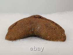 Megalodon 6.19 Shark Tooth Fossil Atlantic Coast, SC Otodus megalodon