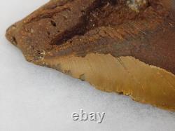 Megalodon 6.19 Shark Tooth Fossil Atlantic Coast, SC Otodus megalodon