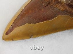 Megalodon 6.19 Shark Tooth Fossil Atlantic Coast, SC Otodus megalodon