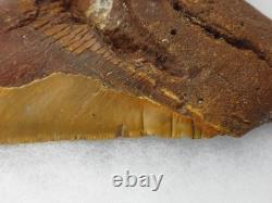 Megalodon 6.19 Shark Tooth Fossil Atlantic Coast, SC Otodus megalodon
