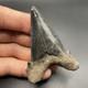 Megalodon Ancestor Angustidens Shark Tooth Fossil South Carolina Authentic 2.55