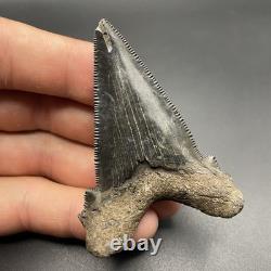 Megalodon Ancestor Angustidens Shark Tooth Fossil South Carolina Authentic 2.55