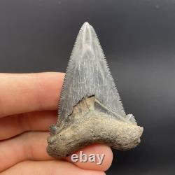Megalodon Ancestor Angustidens Shark Tooth Fossil South Carolina Authentic 2.55