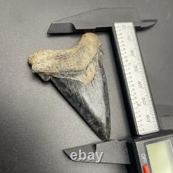 Megalodon Ancestor Angustidens Shark Tooth Fossil South Carolina Authentic 2.55