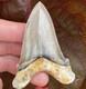 Megalodon Ancestor Angustidens Shark Tooth Top 1% Quality Natural 2.9 Fossil