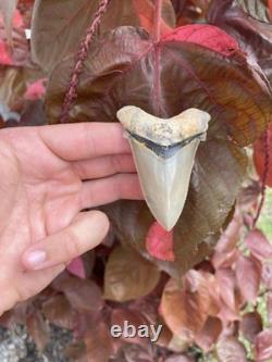Megalodon Ancestor Angustidens Shark Tooth Top 1% Quality Natural 2.9 Fossil