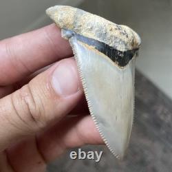Megalodon Ancestor Angustidens Shark Tooth Top 1% Quality Natural 2.9 Fossil