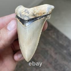 Megalodon Ancestor Angustidens Shark Tooth Top 1% Quality Natural 2.9 Fossil