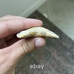 Megalodon Ancestor Angustidens Shark Tooth Top 1% Quality Natural 2.9 Fossil