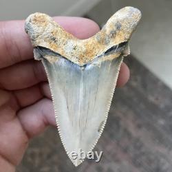 Megalodon Ancestor Angustidens Shark Tooth Top 1% Quality Natural 2.9 Fossil