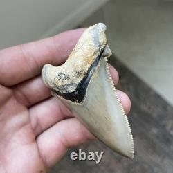 Megalodon Ancestor Angustidens Shark Tooth Top 1% Quality Natural 2.9 Fossil