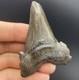 Megalodon Ancestor Real Shark Tooth Fossil South Carolina 2.82