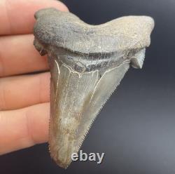 Megalodon Ancestor REAL Shark Tooth Fossil South Carolina 2.82