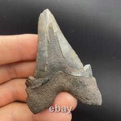 Megalodon Ancestor REAL Shark Tooth Fossil South Carolina 2.82