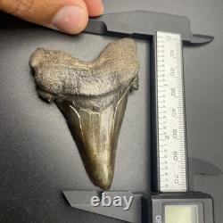 Megalodon Ancestor REAL Shark Tooth Fossil South Carolina 2.82