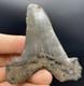 Megalodon Ancestor Shark Tooth Angustidens 3.09 South Carolina All Natural