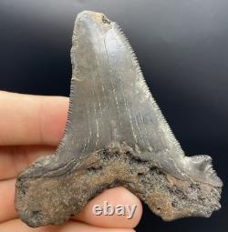 Megalodon Ancestor Shark Tooth Angustidens 3.09 South Carolina All Natural