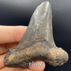 Megalodon Ancestor Shark Tooth Angustidens 3.09 South Carolina All Natural