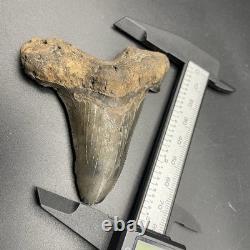 Megalodon Ancestor Shark Tooth Angustidens 3.09 South Carolina All Natural