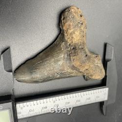 Megalodon Ancestor Shark Tooth Angustidens 3.09 South Carolina All Natural