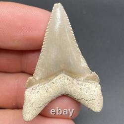 Megalodon Ancestor Shark Tooth Museum Quality Angustidens Shark Tooth Fossil 1.8