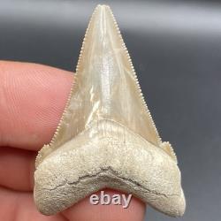 Megalodon Ancestor Shark Tooth Museum Quality Angustidens Shark Tooth Fossil 1.8