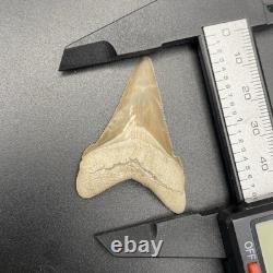 Megalodon Ancestor Shark Tooth Museum Quality Angustidens Shark Tooth Fossil 1.8