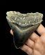 Megalodon Beautiful Blue 10.2cm 4.016 Indonesian Fossil Shark Tooth Natural