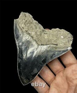 Megalodon Beautiful Blue 10.2cm 4.016 Indonesian Fossil Shark tooth NATURAL
