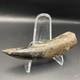 Megalodon Era Ancient Whale Tooth Fossil Polished
