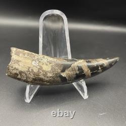 Megalodon Era Ancient Whale Tooth Fossil Polished