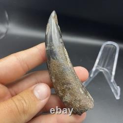 Megalodon Era Ancient Whale Tooth Fossil Polished